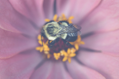 a leetle sleeping bumblybee