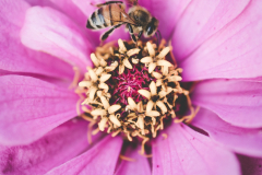 a bee but not a bumble
