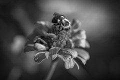 bee in black and white