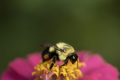 bee on green