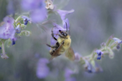 a leetle purple, a leetle bumbly bee