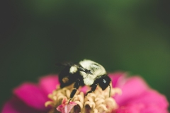 bee on green