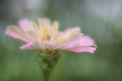 through the veil
