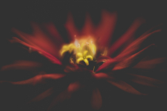 a darker dream