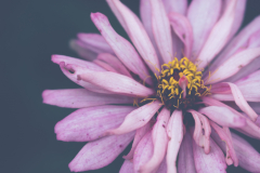 zinnia detail