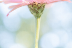 soft pink flare